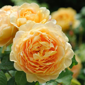 David Austin Golden Celebration® English Shrub Rose (6-Litre Pot) image 2