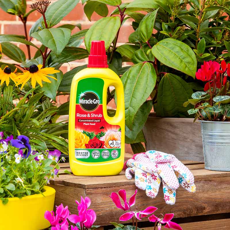 Miracle-Gro Rose & Shrub Liquid Plant Food (800ml) image 0