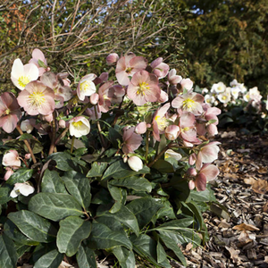 Helleborus HGC® 'Maestro' (4.5 litre pot) image 1