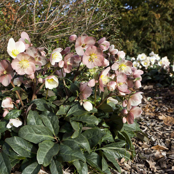Helleborus HGC® 'Maestro' (4.5 litre pot) image 1