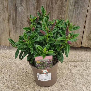 Hebe Addenda® ‘Petita Blue’ (1-Litre Pot) image 0