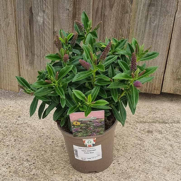 Hebe Addenda® ‘Petita Blue’ (1-Litre Pot) image 0