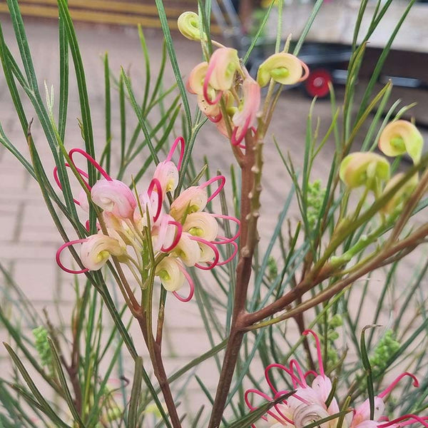 Grevillea johnsonii (2-Litre Pot) image 1