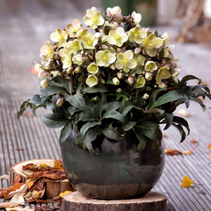 Helleborus 'HGC Marlon' (4.5 litre pot) image 1