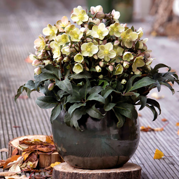 Helleborus 'HGC Marlon' (4.5 litre pot) image 1