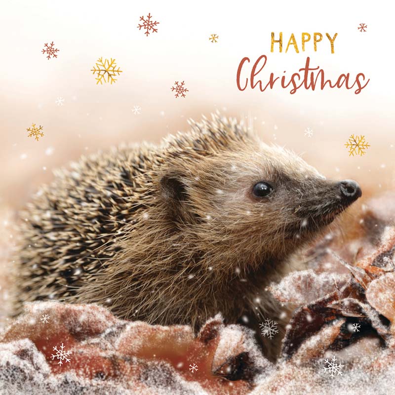 RSPB Small Square Christmas Cards - Hedgehog & Snowflakes (Pack of 10) image 0