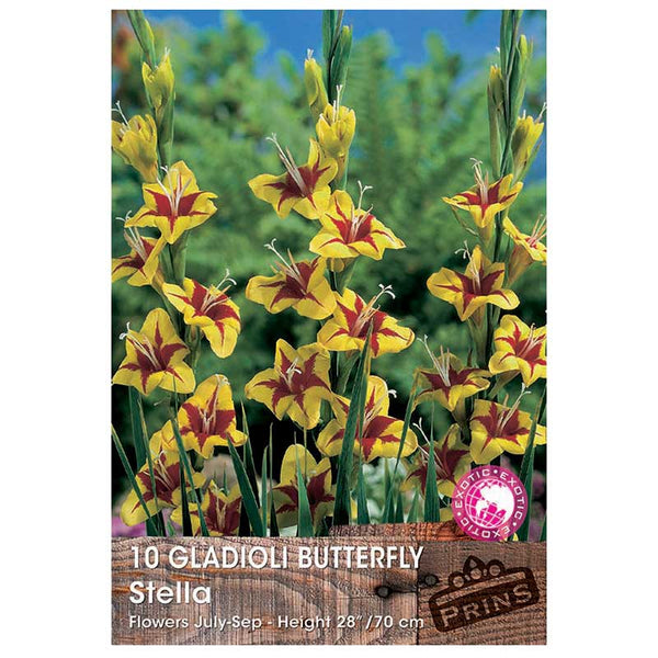 Gladioli Butterfly 'Stella' - 10 bulbs image 0