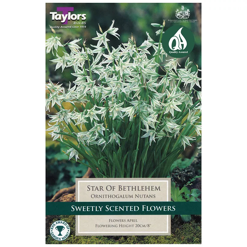 Ornithogalum nutans (12 bulbs) image 0