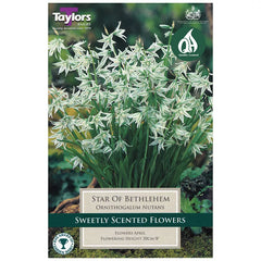 Ornithogalum nutans (12 bulbs) image 0