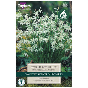 Ornithogalum nutans (12 bulbs) image 0