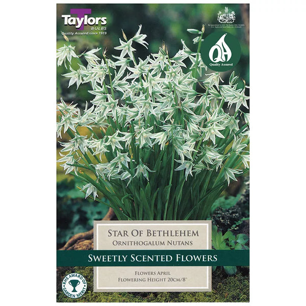 Ornithogalum nutans (12 bulbs) image 0