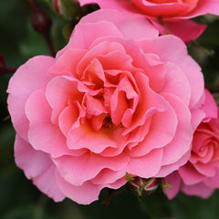 Whartons Roses ‘Anne’s Rose’ Shrub Rose (3-Litre Pot) image 0