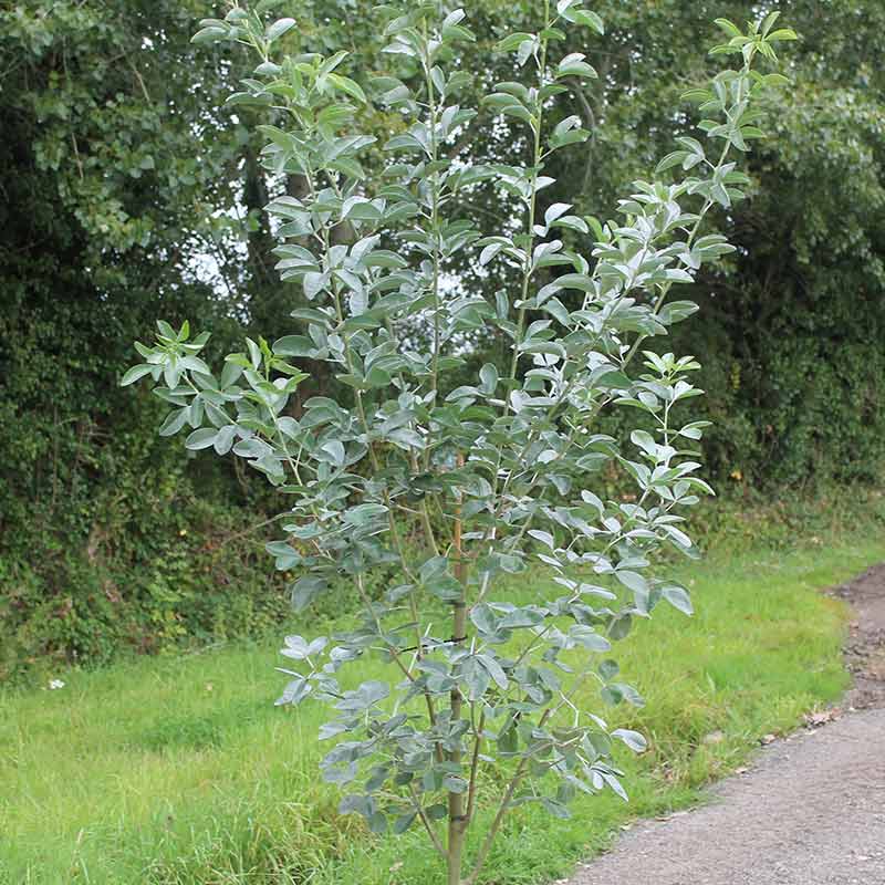 Cytisus battandieri Tree 'Pineapple Broom' (12-Litre Pot) image 0