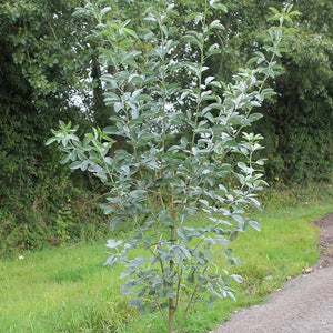 Cytisus battandieri Tree 'Pineapple Broom' (12-Litre Pot) image 0