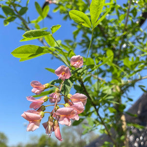 Laburnocytisus ‘Adamii’ Tree (15-Litre Pot) image 0