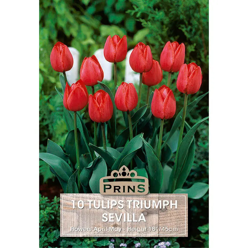 Tulip 'Sevilla' (10 bulbs) image 0