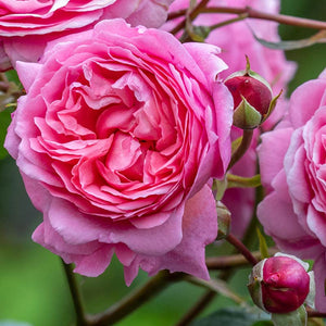 David Austin Penelope Lively® English Shrub Rose (6-Litre Pot) image 3