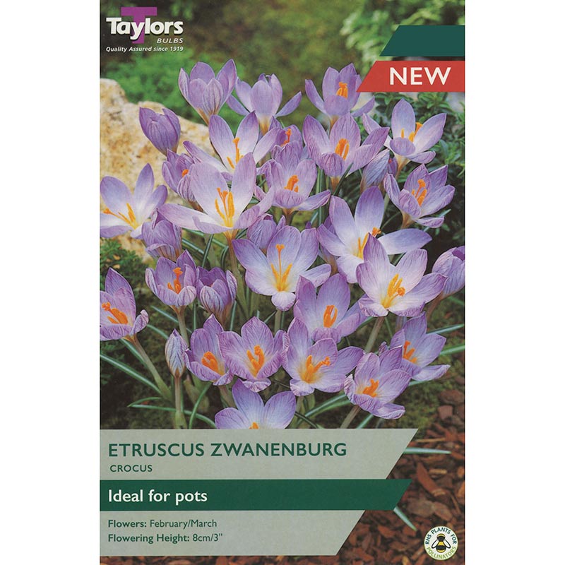 Crocus Etruscus Zwanenburg (12 bulbs) image 0