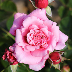 Whartons Roses ‘Timeless Pink’ Bush Rose (3-Litre Pot) image 0