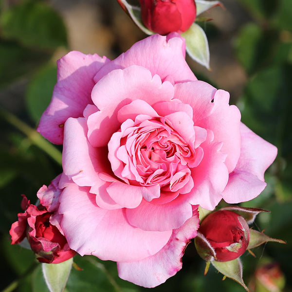 Whartons Roses ‘Timeless Pink’ Bush Rose (3-Litre Pot) image 0