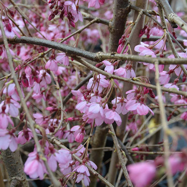 Prunus pendula 'Pendula Rubra' Tree (Single Pink Weeping Cherry) (12-Litre Pot) image 1