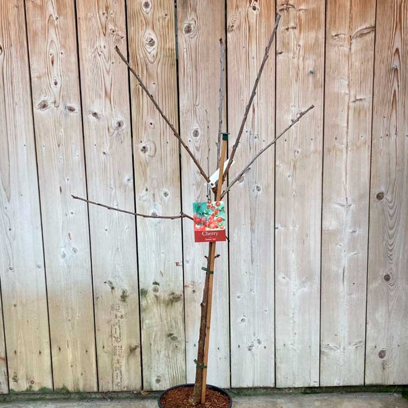 Prunus avium 'Summer Sun' Cherry Tree (12-Litre Pot) image 0