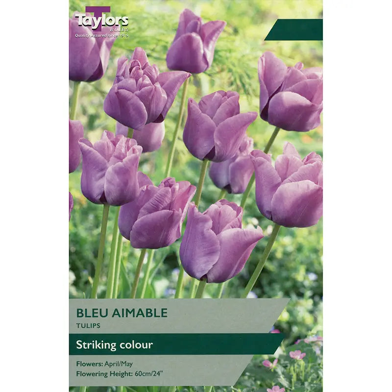 Tulip 'Bleu Aimable' (6 bulbs) image 0