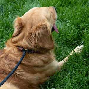 Zoon Primo Jet WalkAbout Dog Slip Lead image 4