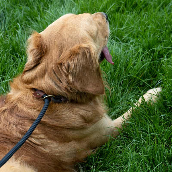 Zoon Primo Jet WalkAbout Dog Slip Lead image 4