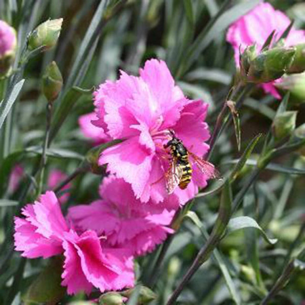 Dianthus 'Tickled Pink' image 3
