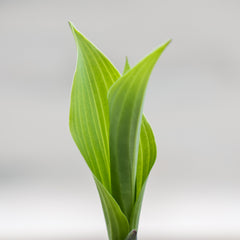 Hosta ‘Krossa Regal’ (2-Litre Pot) image 0