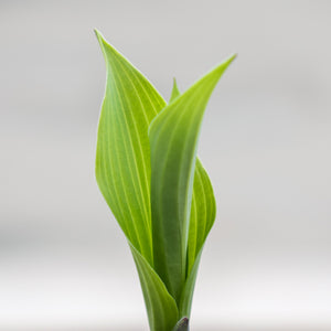 Hosta ‘Krossa Regal’ (2-Litre Pot) image 0