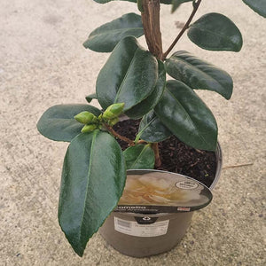 Camellia Japonica ‘Silver Anniversary’ (3-Litre Pot) image 1