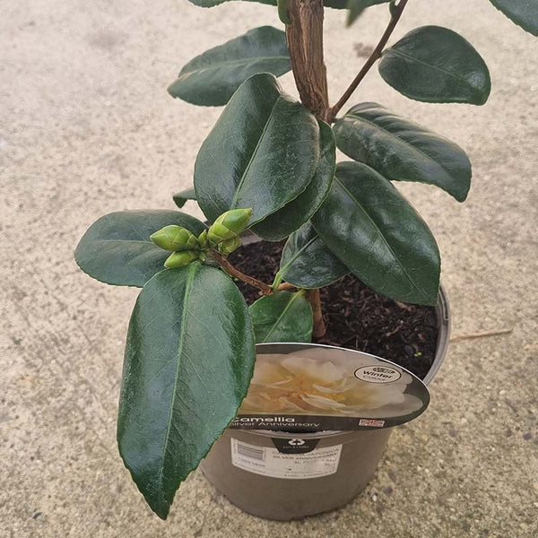 Camellia Japonica ‘Silver Anniversary’ (3-Litre Pot) image 1