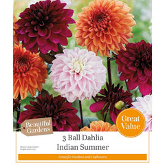 Ball Dahlia Indian Summer (3 Bulbs) image 0