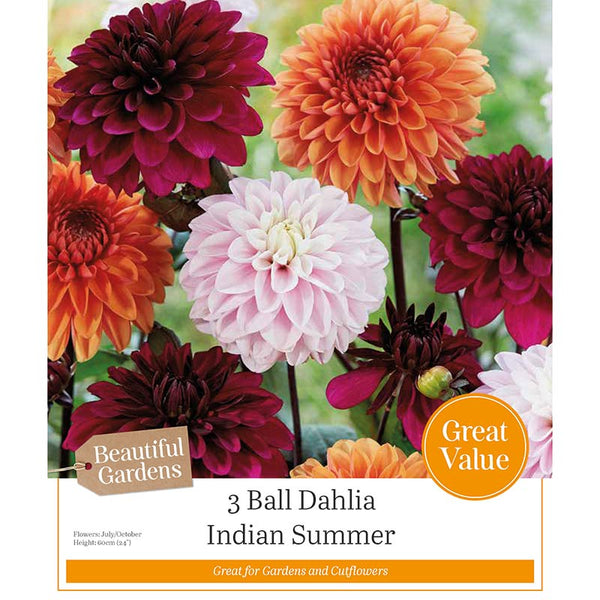 Ball Dahlia Indian Summer (3 Bulbs) image 0