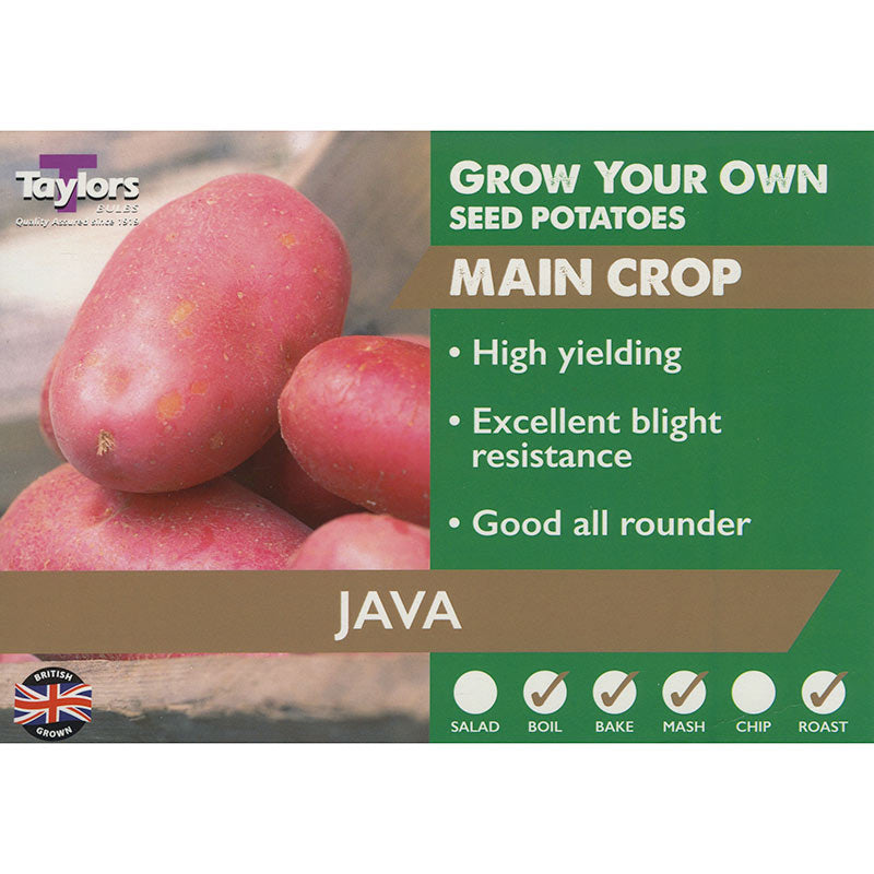 Java Main Crop Seed Potatoes (2kg Bag) image 0