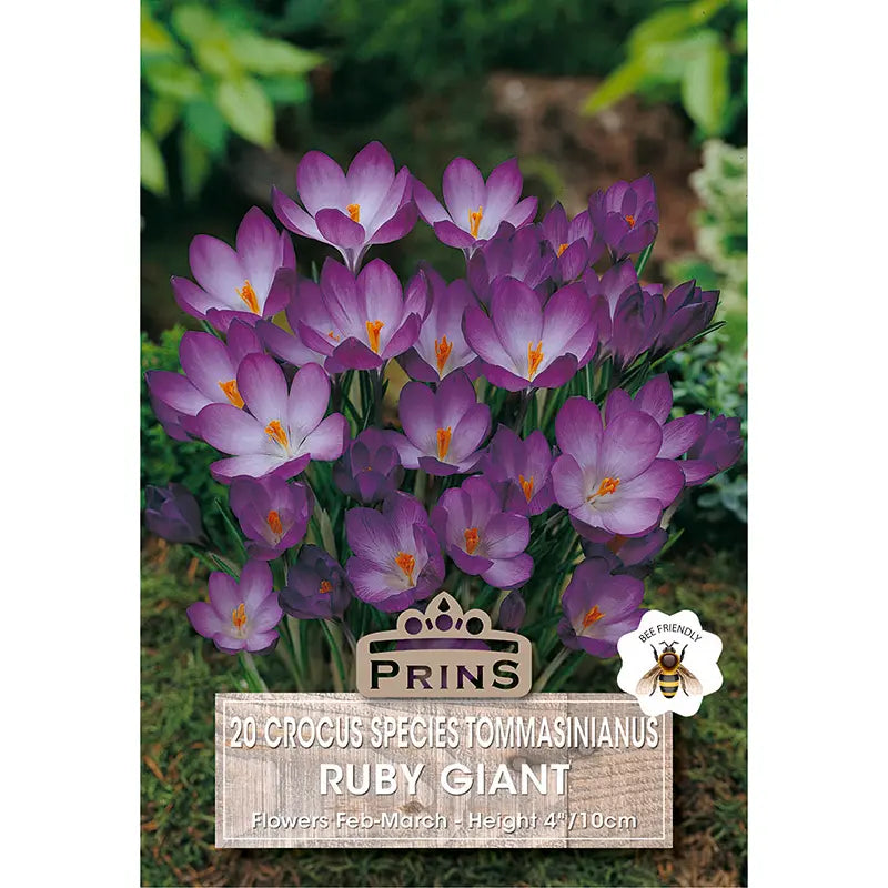 Crocus 'Ruby Giant' (20 bulbs) image 0