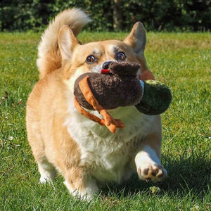 Zoon Poochie Drake image 1