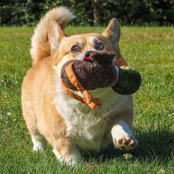 Zoon Poochie Drake image 1