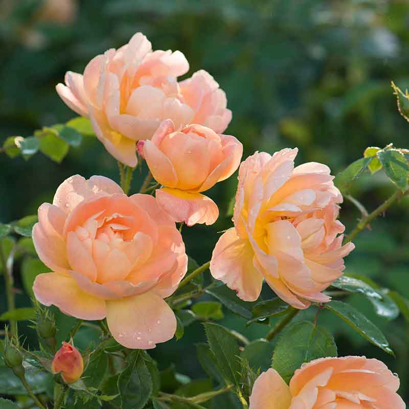 David Austin The Lark Ascending® English Shrub Rose (6-Litre Pot) image 0