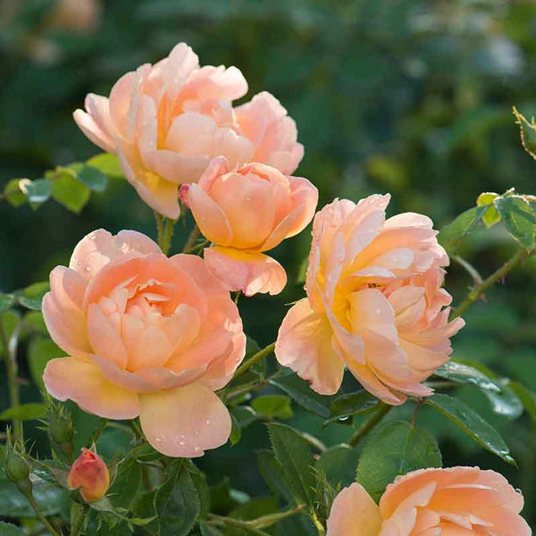 David Austin The Lark Ascending® English Shrub Rose (6-Litre Pot) image 0