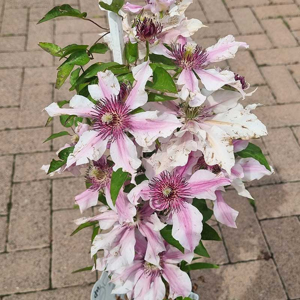 Clematis ‘Ithemba’ (2-Litre Pot) image 0