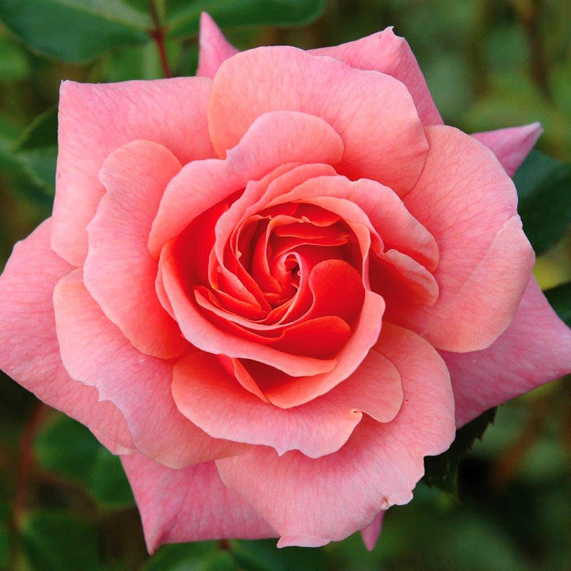 Peter Beales ‘Festive Jewel’ Shrub Rose (4-Litre Pot) image 0