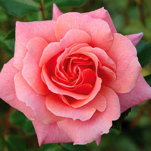 Peter Beales ‘Festive Jewel’ Shrub Rose (4-Litre Pot) image 0