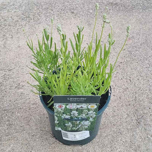 Lavandula angustifolia ‘Arctic Snow’ (2-Litre Pot) image 0