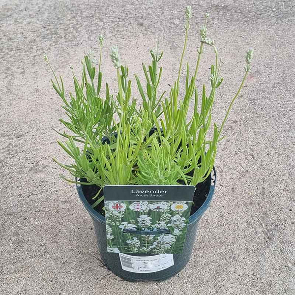 Lavandula angustifolia ‘Arctic Snow’ (2-Litre Pot) image 0