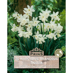 Narcissus 'Thalia' (20 bulbs) image 0