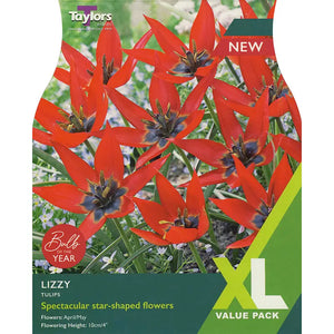 Tulip 'Lizzy' (20 bulbs) image 0