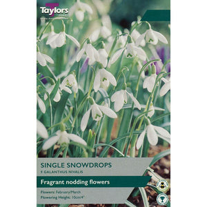 ‘Galanthus Nivalis’ Single Snowdrops (9 bulbs) image 0